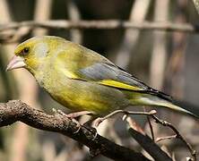 European Greenfinch