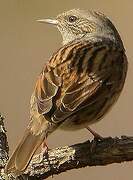 Dunnock