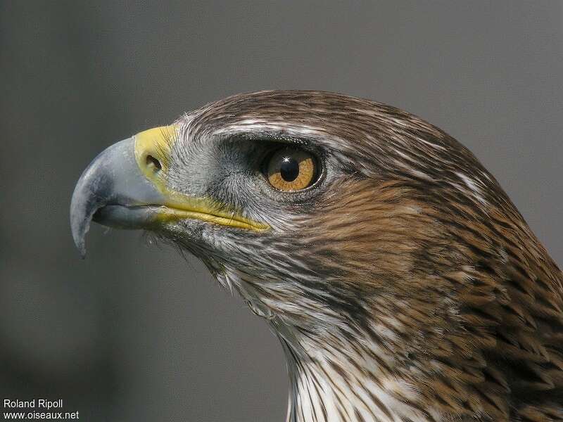 Aigle de Bonelliadulte, portrait