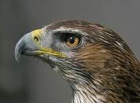 Aigle de Bonelli