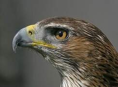 Bonelli's Eagle