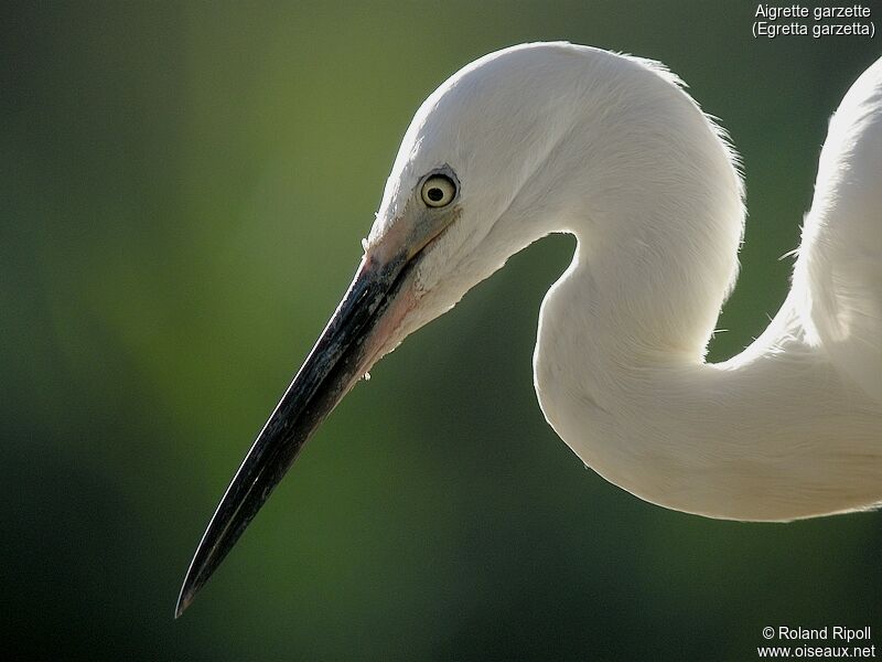 Little Egretadult