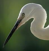 Little Egret