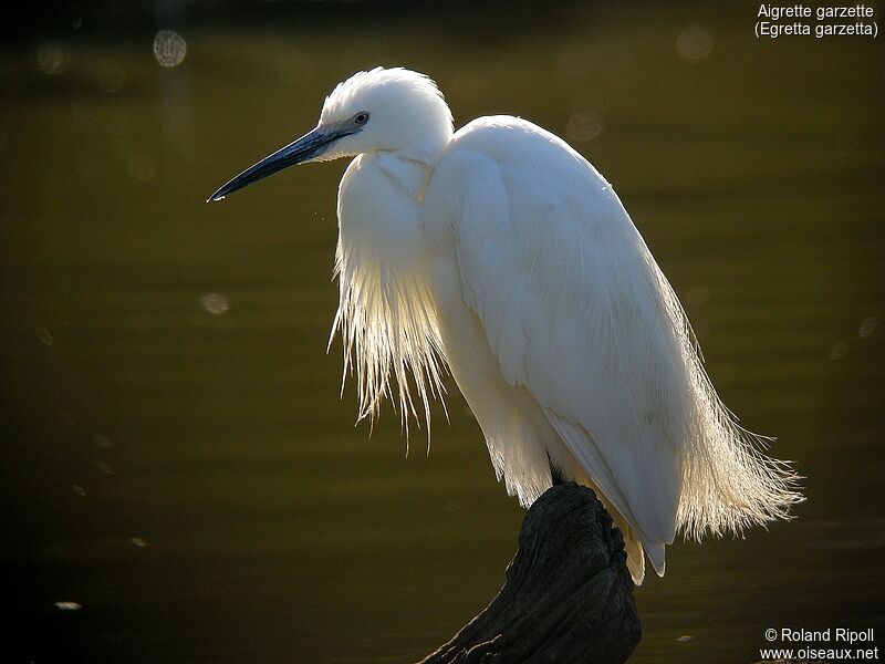 Little Egret