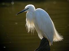 Little Egret