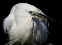 Aigrette garzette