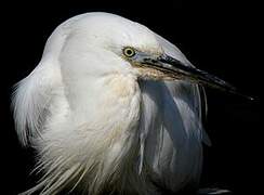 Little Egret