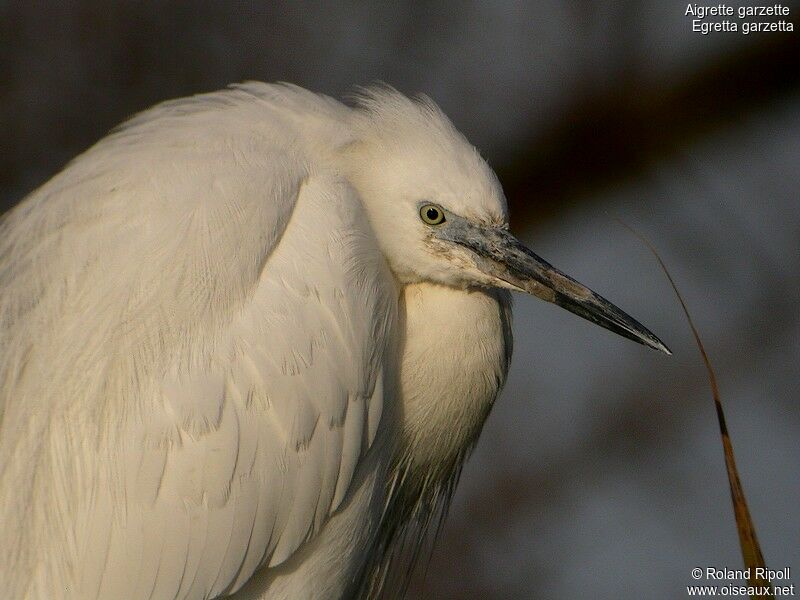 Little Egretadult post breeding