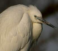 Aigrette garzette