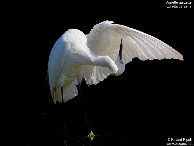 Little Egretadult