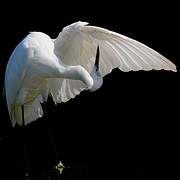 Little Egret