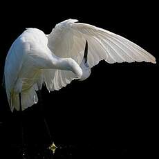 Aigrette garzette