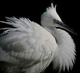 Aigrette garzette