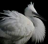 Little Egret