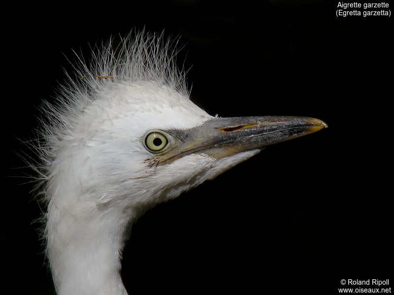 Little Egretjuvenile