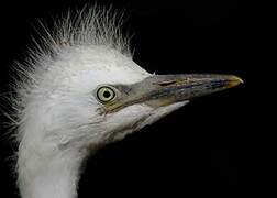 Aigrette garzette