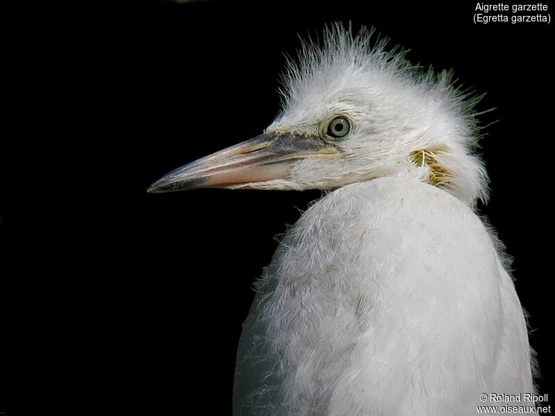 Little Egretjuvenile