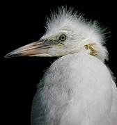 Little Egret