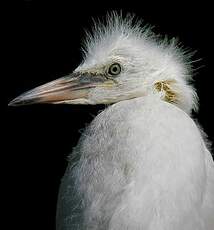 Aigrette garzette