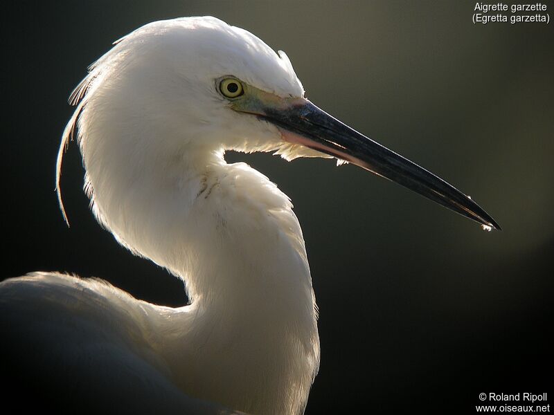 Little Egretadult