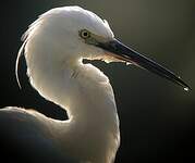 Aigrette garzette