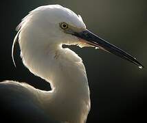 Little Egret