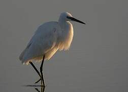 Aigrette garzette