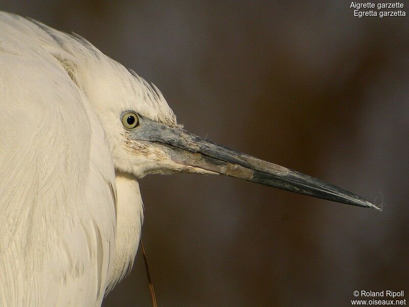 Little Egretadult post breeding