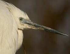 Little Egret