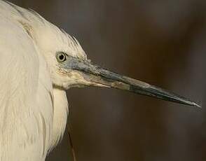 Aigrette garzette