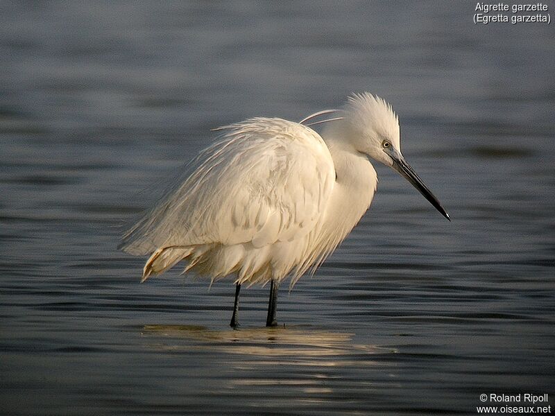 Little Egretadult