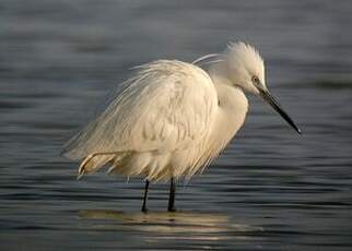 Aigrette garzette