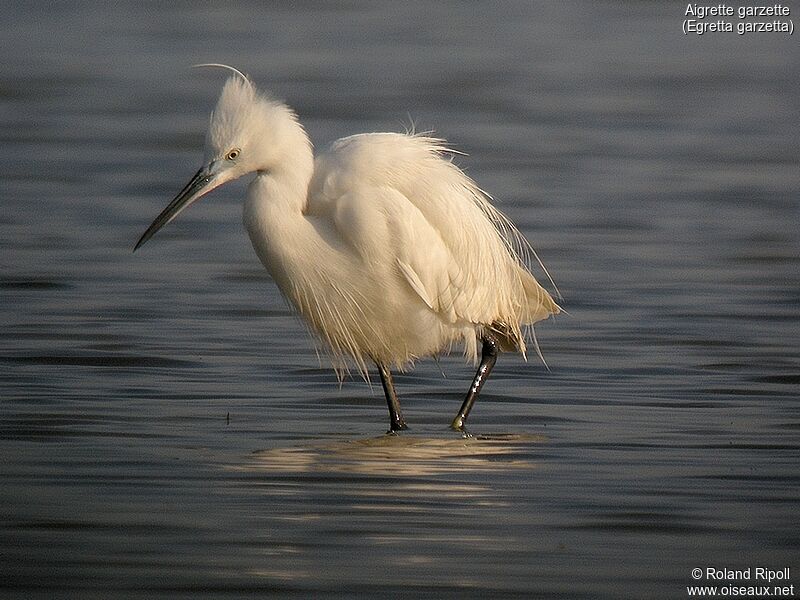 Little Egretadult