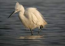 Aigrette garzette