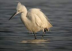 Little Egret