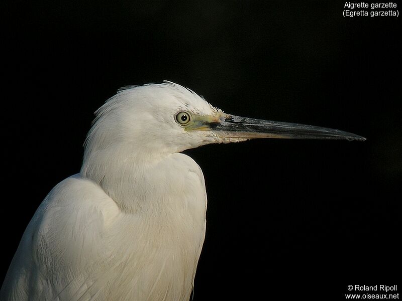 Little Egretadult