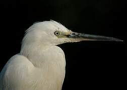 Little Egret