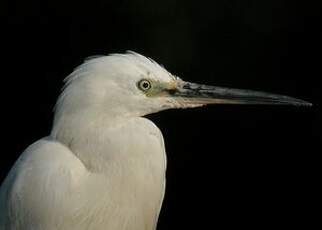 Aigrette garzette