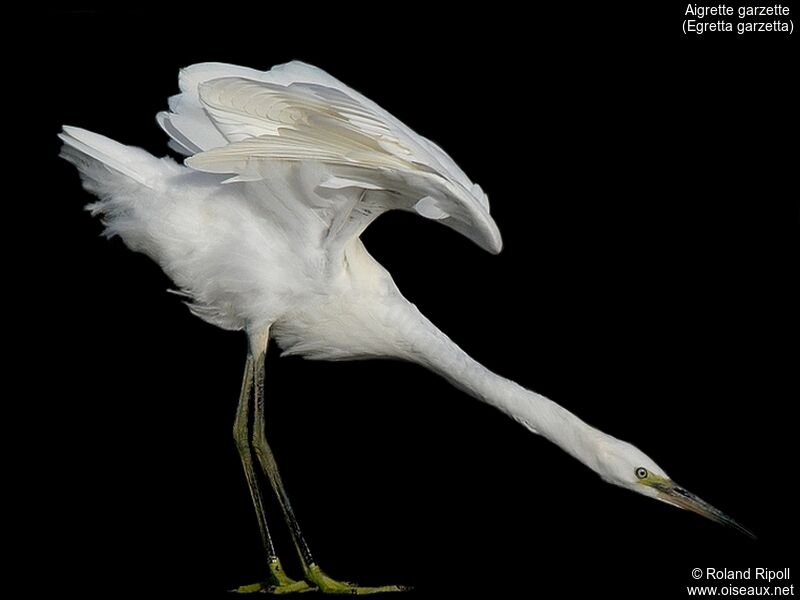 Aigrette garzetteadulte