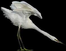 Aigrette garzette