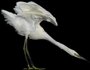 Aigrette garzette