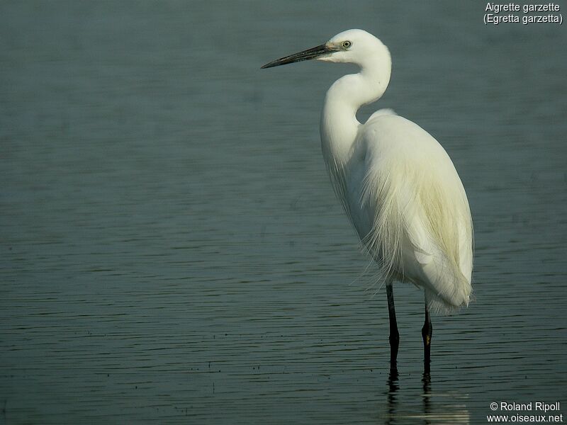 Little Egretadult breeding