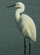 Aigrette garzette