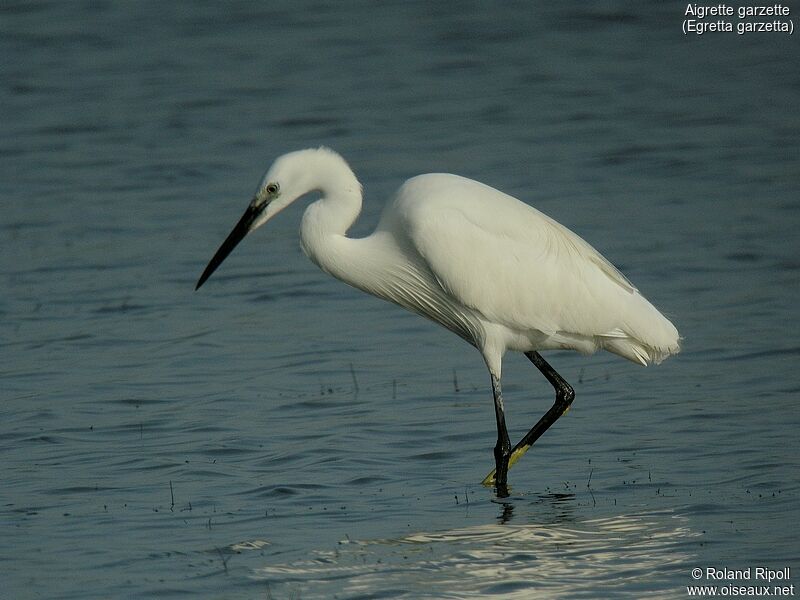 Little Egretadult