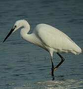 Little Egret