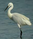 Aigrette garzette