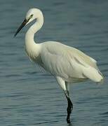 Little Egret