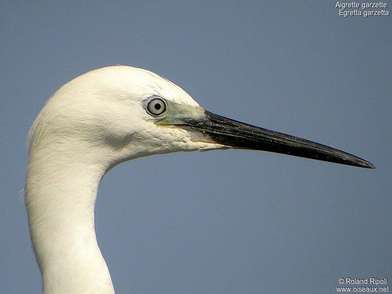 Little Egretadult breeding