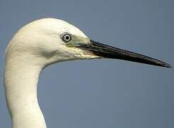 Aigrette garzette