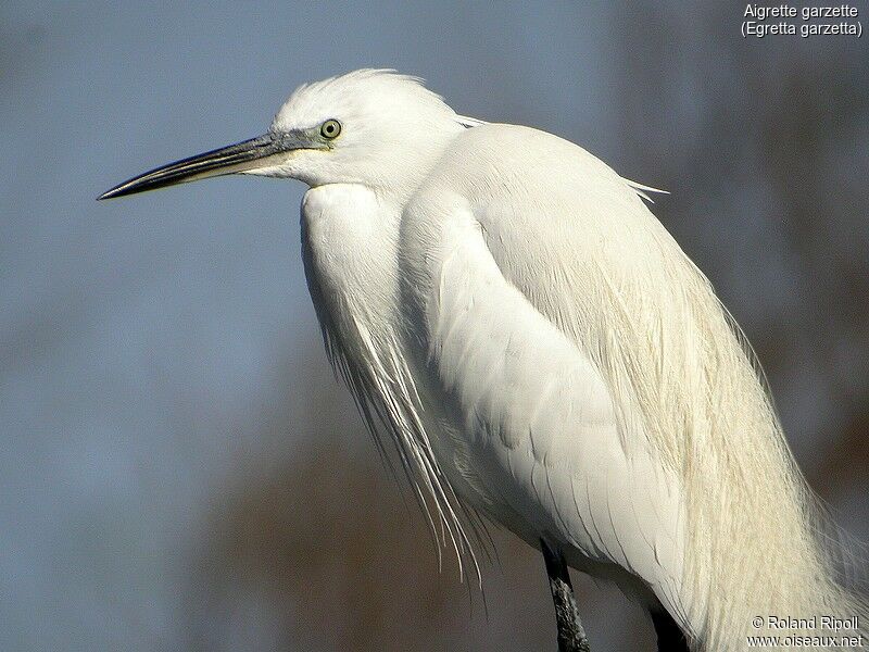 Aigrette garzette